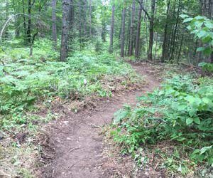 Demonstration Forest